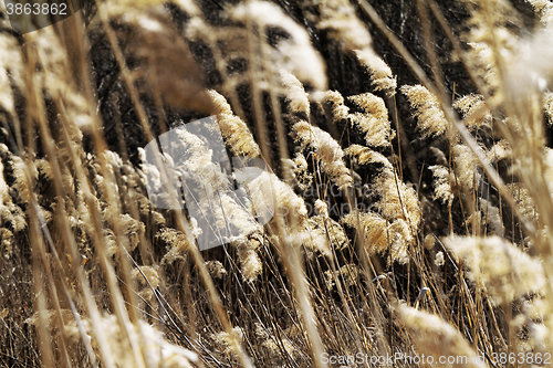 Image of Dry plant