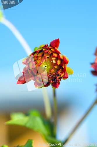 Image of Bud of Dahlia (georgina) flower