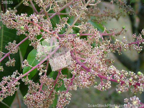 Image of Mango Flowers