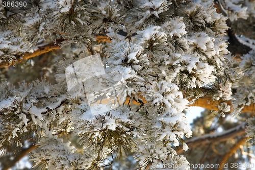 Image of Winter pine-tree branch