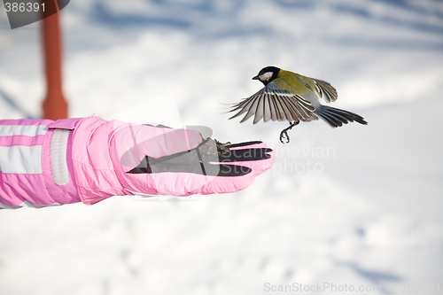 Image of Titmouse.