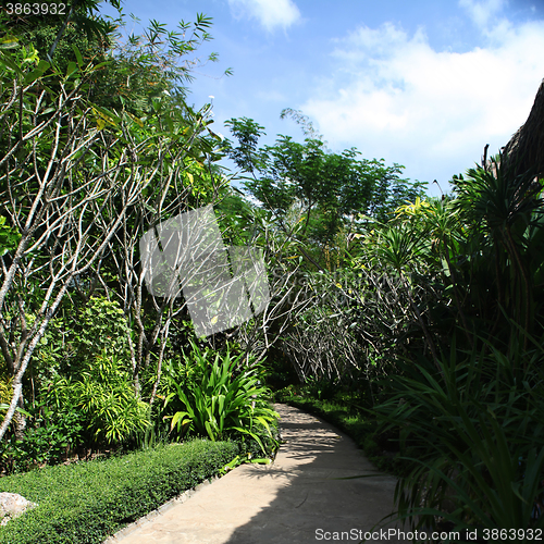 Image of green tropics