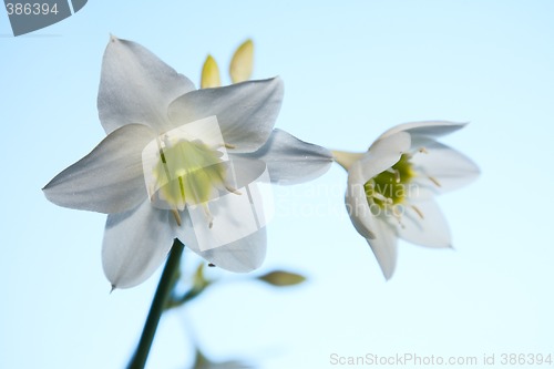 Image of Amaryllis flower.