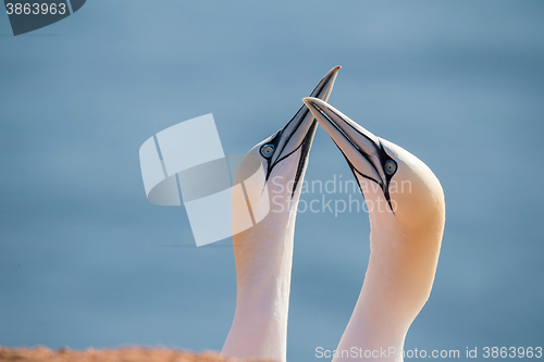 Image of northern gannet, birds in love