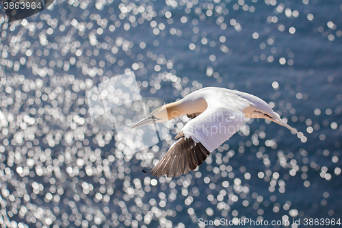 Image of flying northern gannet, Helgoland Germany