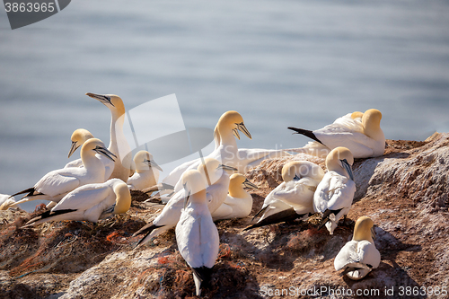 Image of northern gannet sitting on the nest