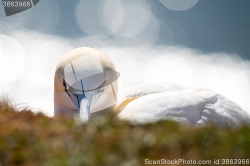 Image of northern gannet sitting on the nest