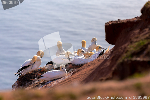 Image of northern gannet sitting on the nest