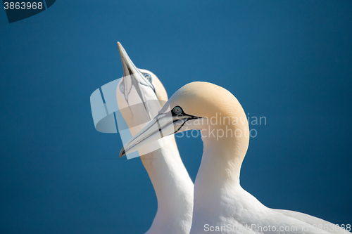 Image of northern gannet, birds in love