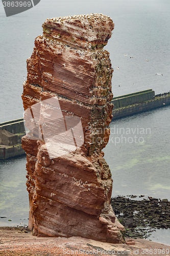 Image of northern gannet sitting on the nest