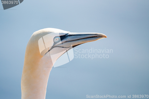 Image of northern gannet sitting on the nest
