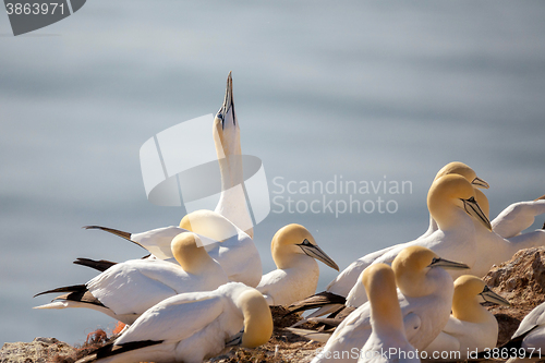 Image of northern gannet sitting on the nest