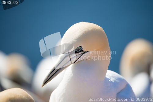 Image of northern gannet sitting on the nest