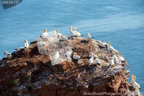 Image of northern gannet sitting on the nest