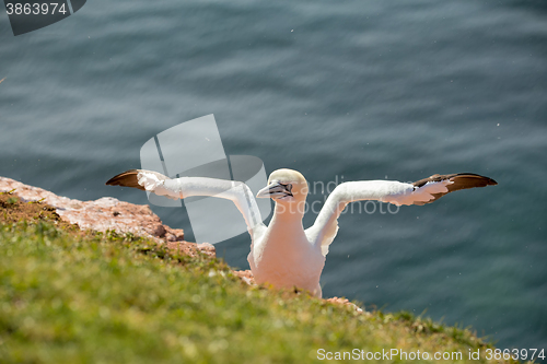 Image of northern gannet sitting on the nest