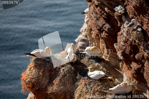 Image of northern gannet sitting on the nest