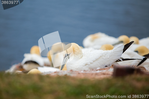 Image of northern gannet sitting on the nest