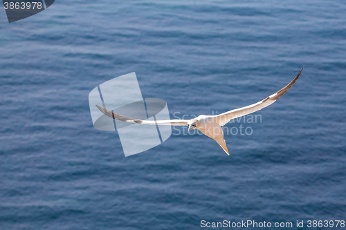 Image of flying northern gannet, Helgoland Germany