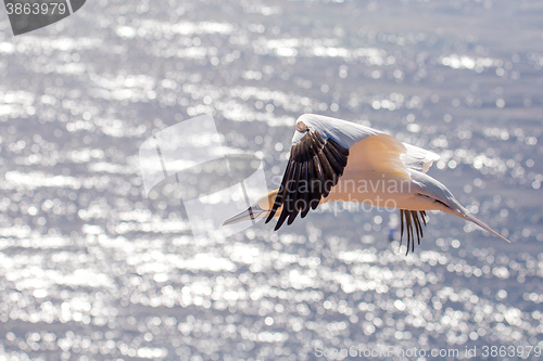 Image of flying northern gannet, Helgoland Germany