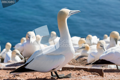 Image of northern gannet sitting on the nest