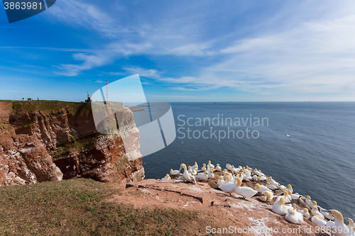 Image of northern gannet sitting on the nest