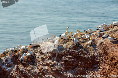 Image of northern gannet sitting on the nest