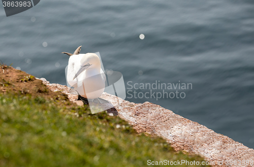 Image of northern gannet sitting on the nest