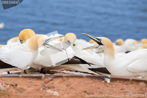 Image of northern gannet sitting on the nest