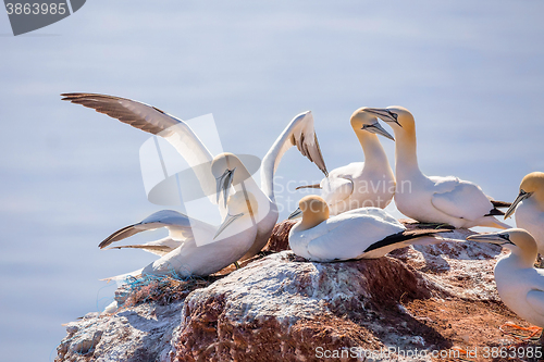 Image of northern gannet sitting on the nest
