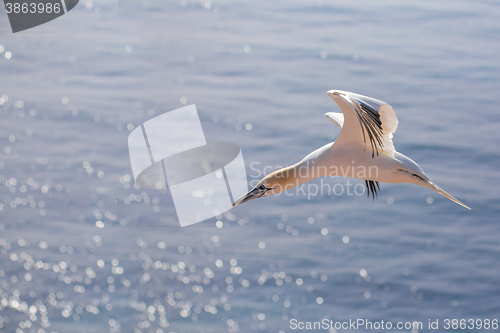 Image of flying northern gannet, Helgoland Germany