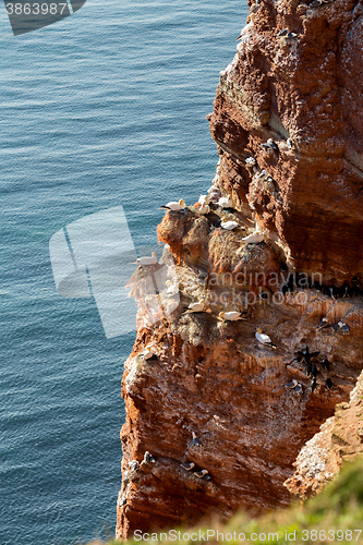 Image of northern gannet sitting on the nest