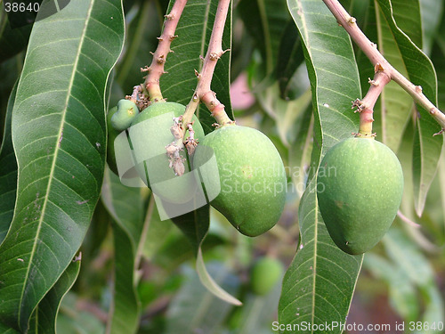 Image of Mangos