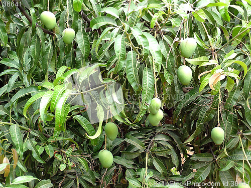 Image of Mangos