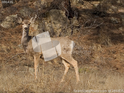 Image of A Doe in the Bush