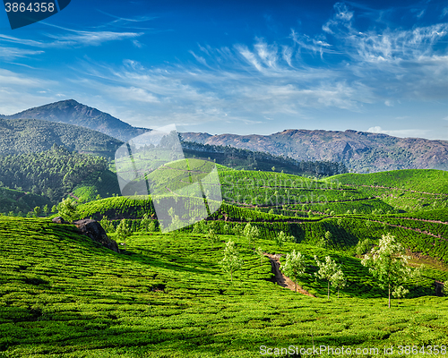 Image of Tea plantations, Munnar, Kerala state, India