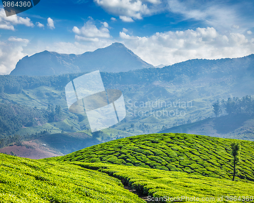 Image of Tea plantations, Munnar, Kerala state, India