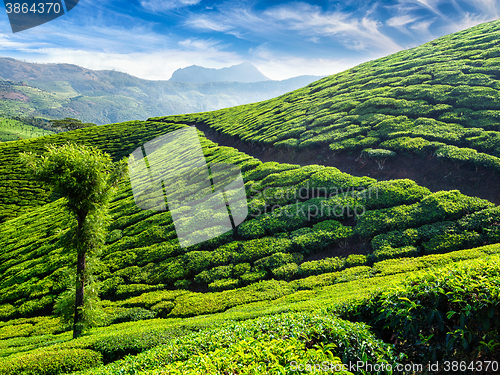 Image of Tea plantations, Munnar, Kerala state, India