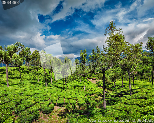 Image of Tea plantations in mountains