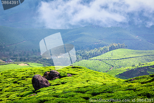 Image of Green tea plantations in Munnar, Kerala, India