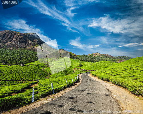 Image of Road in tea plantations, India