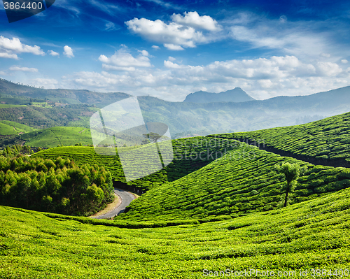 Image of Tea plantations, Munnar, Kerala state, India