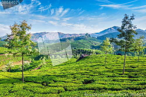 Image of Tea plantations, Munnar, Kerala state, India