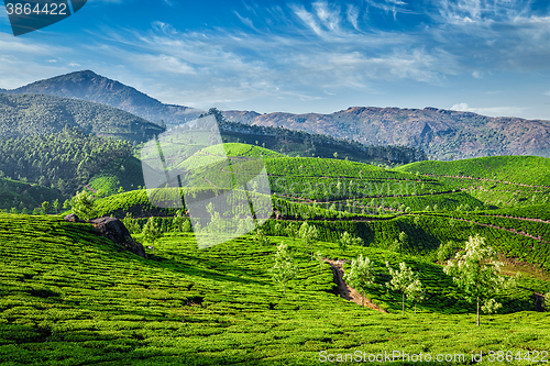 Image of Tea plantations, Munnar, Kerala state, India