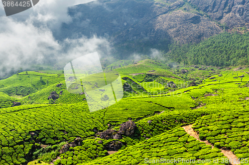 Image of Tea plantations, Munnar, Kerala state, India