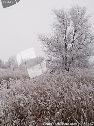 Image of Dakota Prairie Winter
