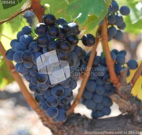 Image of wine grapes