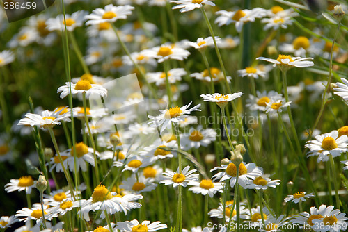 Image of camomile