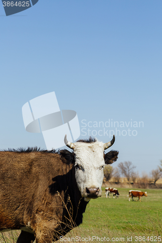 Image of Cows on green meadow