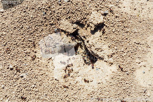 Image of Anthill in the soil