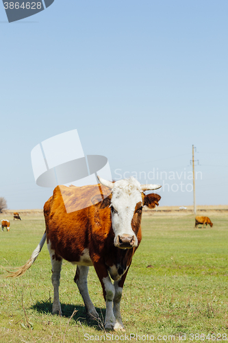 Image of Cows on green meadow